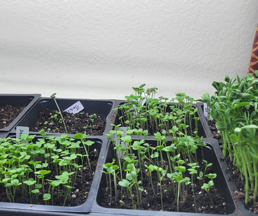 A tray of indoor seedlings reaching for the light.