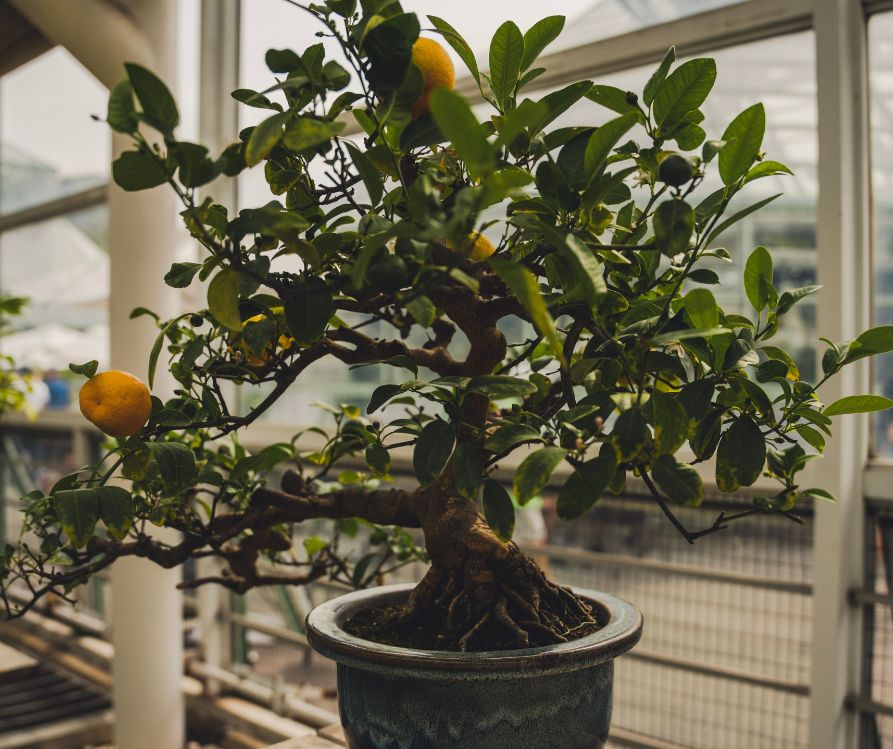 Bonsai shaped lemon tree with grown lemons in a pot on a wooden surface.