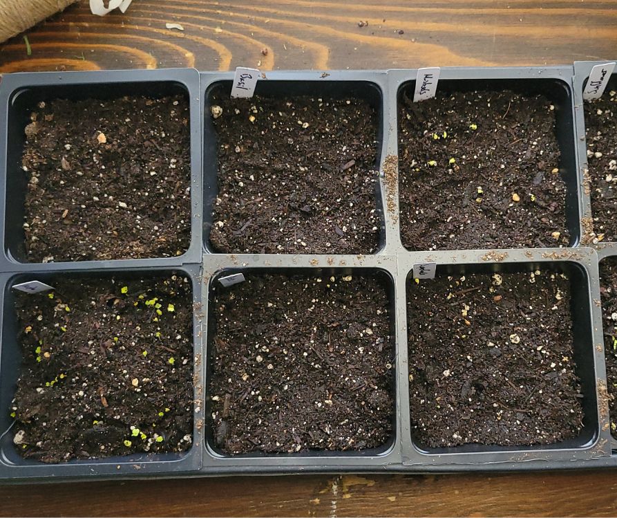 A grow tray of sprouting baby greens.