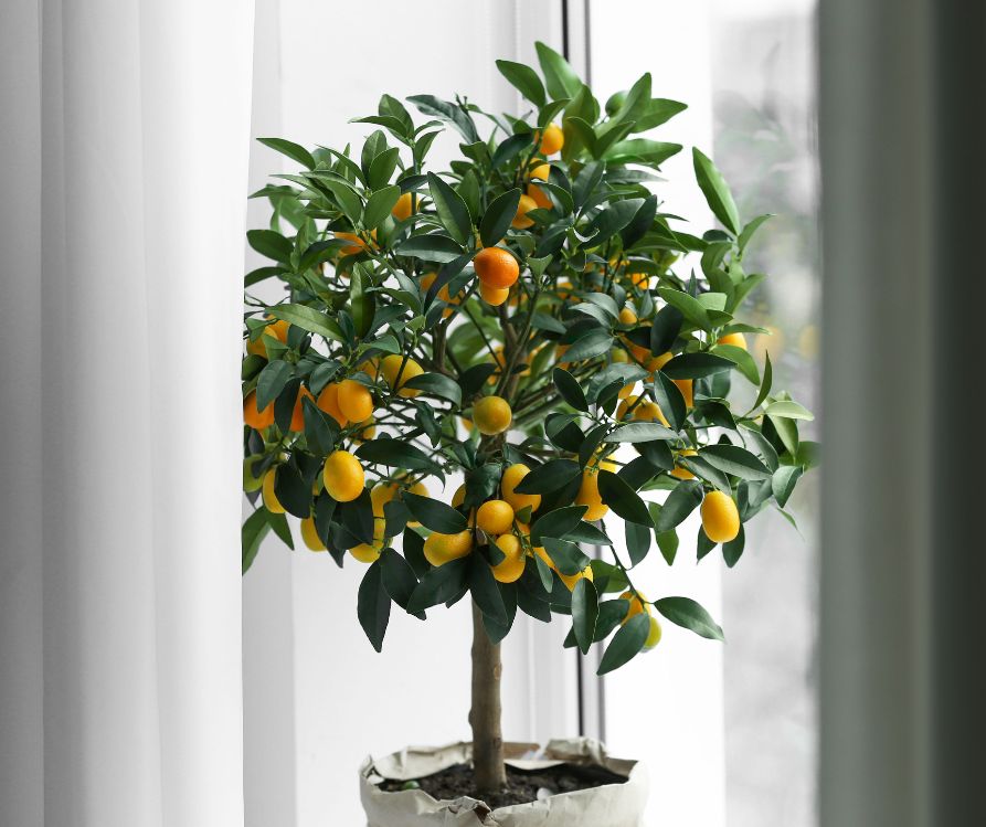 Indoor potted kumquat tree near window.