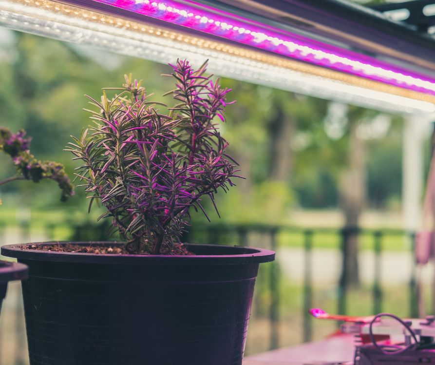 A small rosemary plant growing indoors under grow lights.