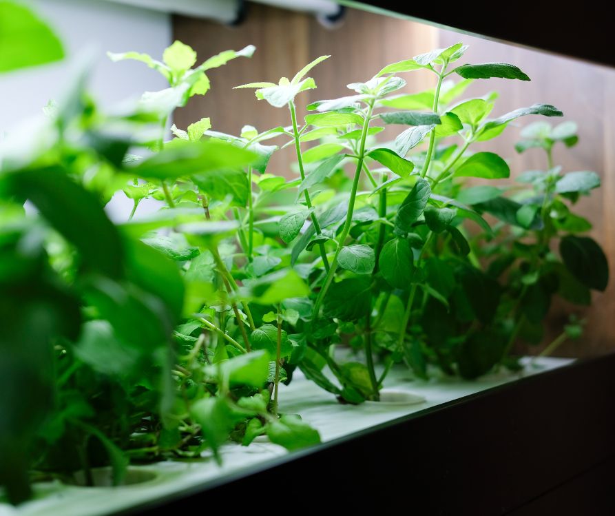 Indoor herbs growing in a hydroponic system under grow lights.