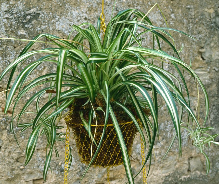 Green and white spider plants in a hanging pot.