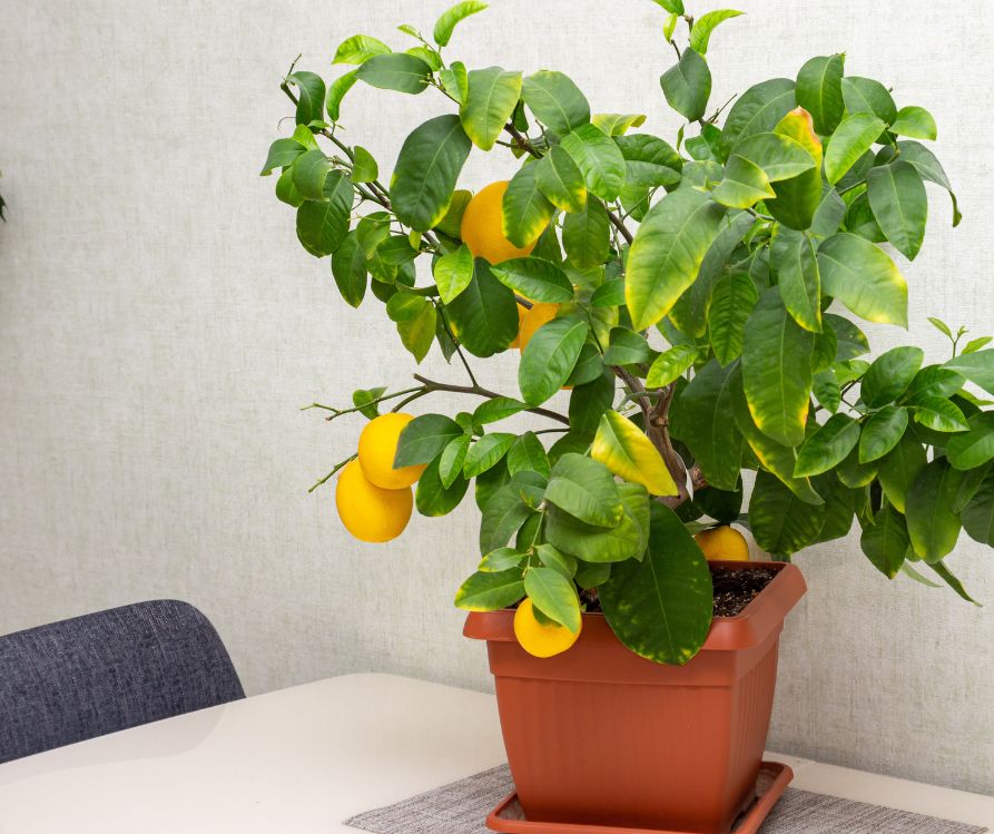 Dining room with potted lemon tree on the table..
