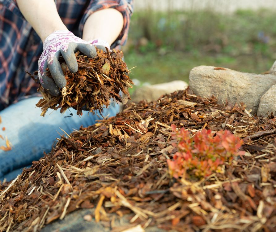 A gardener spreading wood mulch.