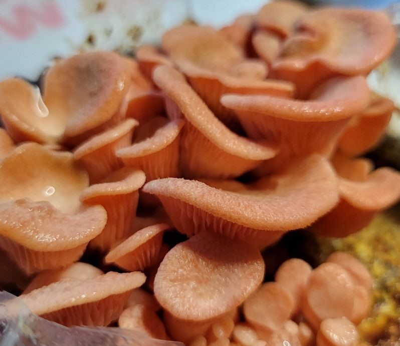 Small pink oyster mushrooms emerging from a grow kit.