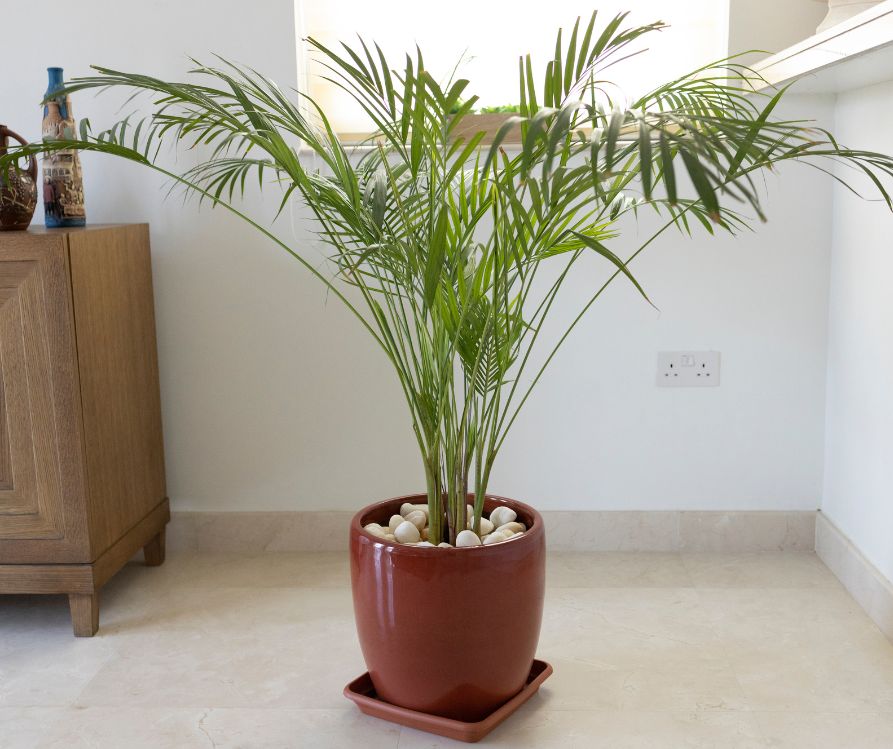 A large green palm house plant in a pot next to a bright window.