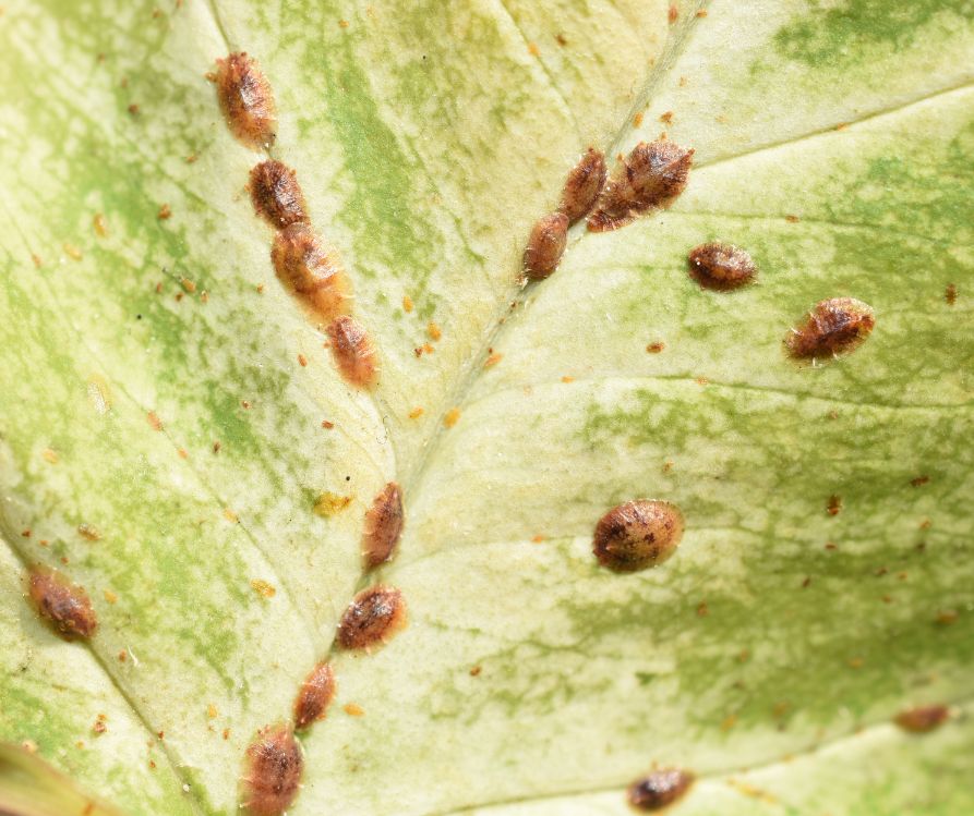 Brown adult and nymph scale insects attached to a plant leaf.