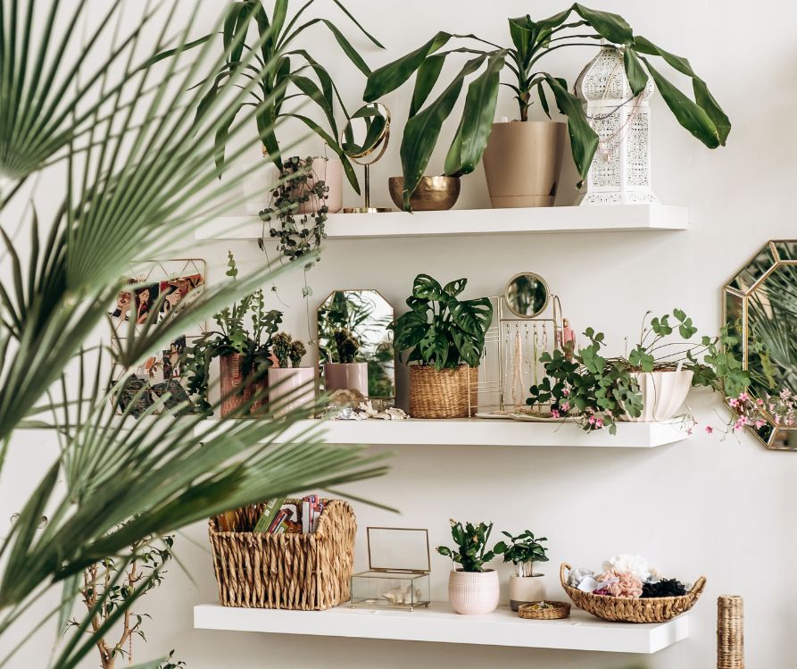 Small green houseplant grouped together on floating white shelves for a verdant effect.