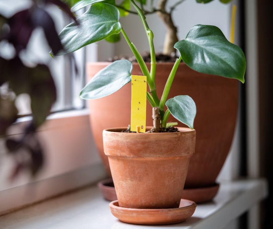 A houseplant growing on a windowsill in a terracotta pot with a yellow sticky trap for fungus gnats.