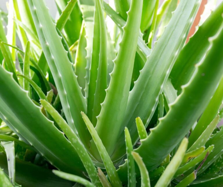 Bright green aloe vera plant.