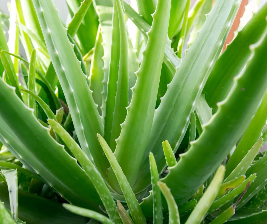 Bright green aloe vera plant.