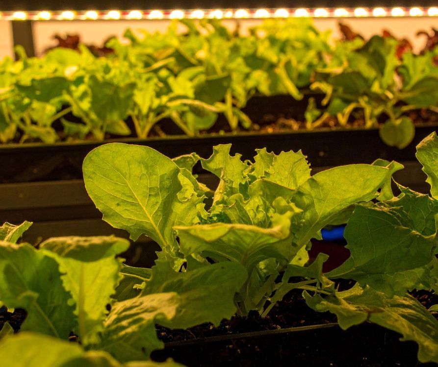 Containers of green healthy lettuce plants growing indoors under lights.