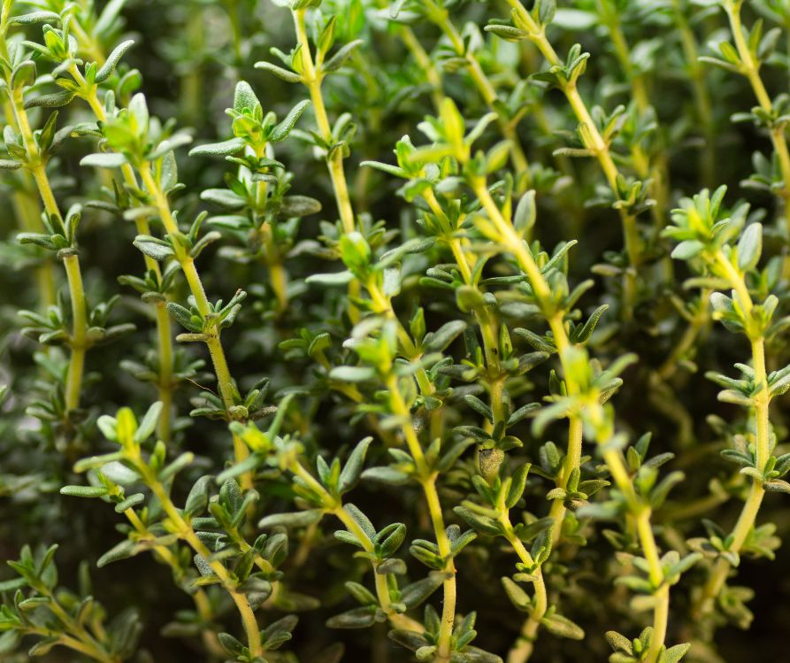 Fresh lemon thyme sprigs with yellow stems and tiny green leaves.