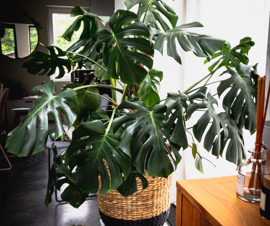 A large monstera indoor plant in front of a bright window.