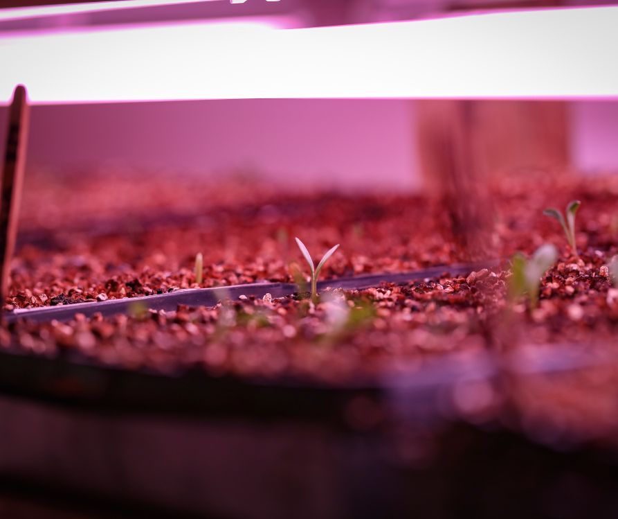 Tiny green flower seedling starting to emerge from soil under grow lights.
