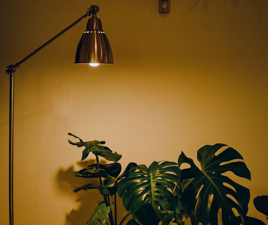 A green houseplant growing under a floor lamp grow light.