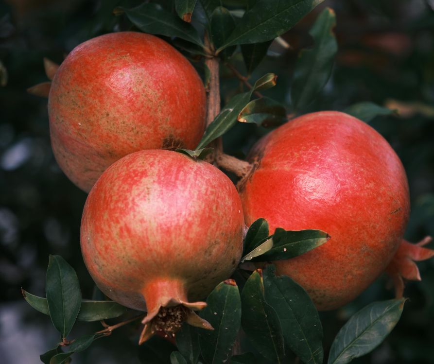 Three Pomegranate fruit growing on a tree.
