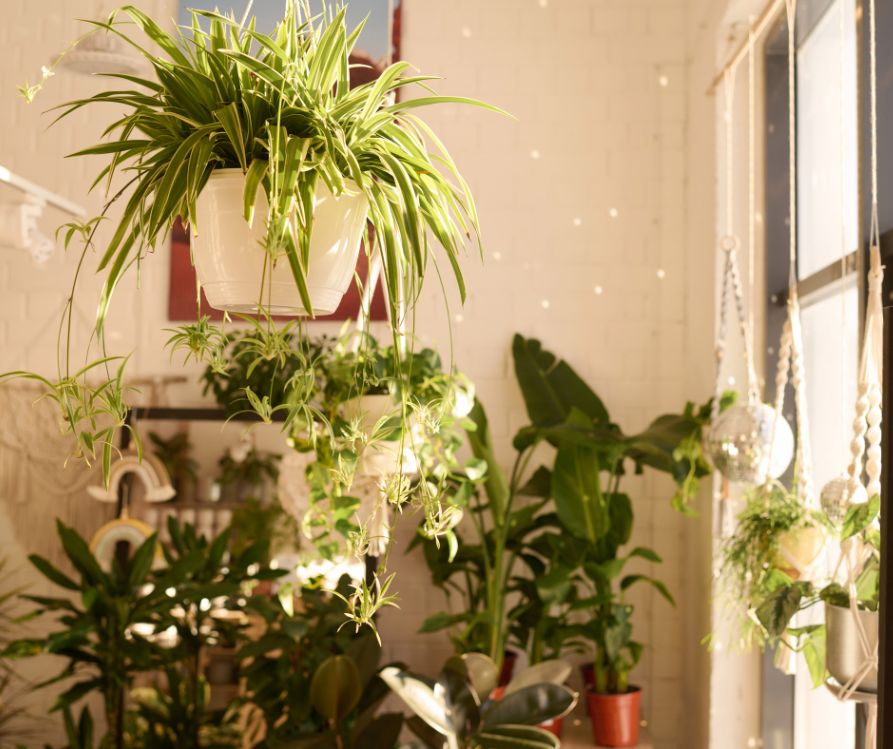 A space wise grouping of houseplants near a window.