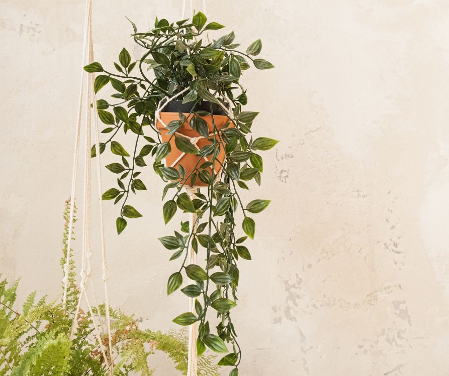 Two hanging plants in a brightly lit room.