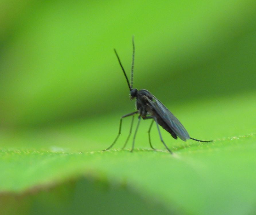 Adult fungus gnat on a green leaf.