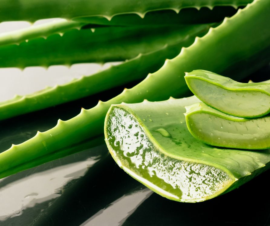 Cross sections of aloe vera leaves revealing the transparent gel within.