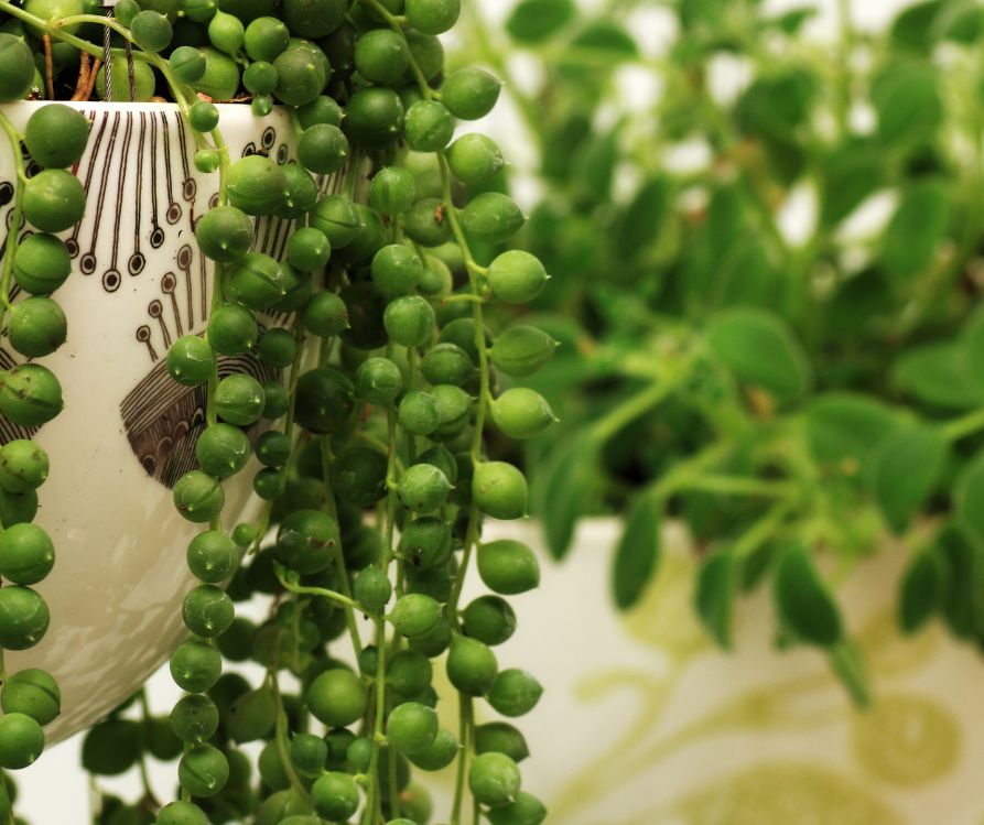 A healthy green string of pearls houseplant hanging in a white pot.