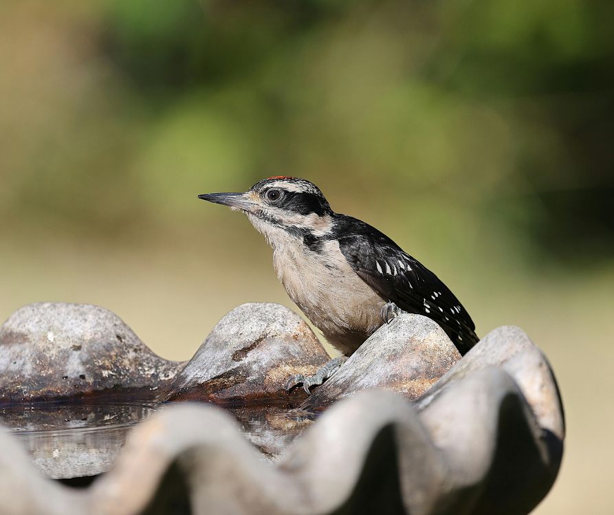 A bird drinking at a garden water feature.