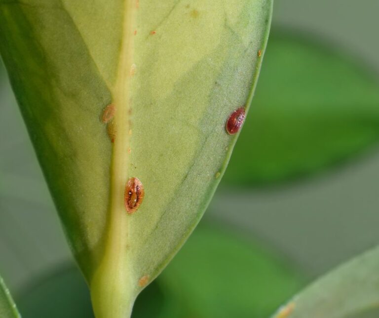 Red scale insects attached to the underside of green plant leaf.