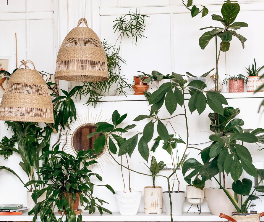 A grouping of green house plants of various sized placed at multiple heights. Highlighted by hanging wicker light fixtures.