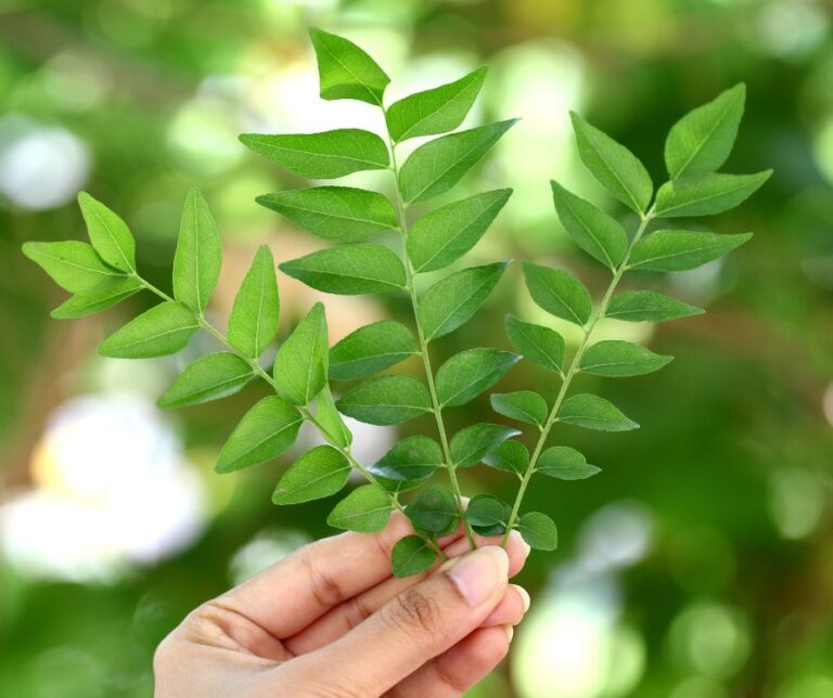 A hand hold three green curry tree leaves.