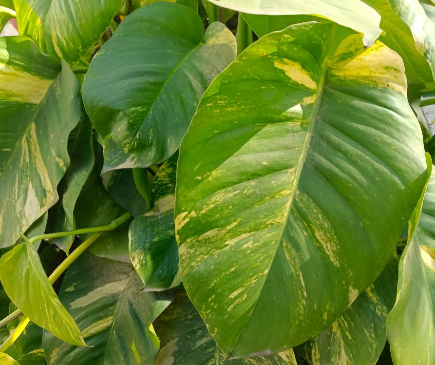Large healthy green pathos house plant leaves.