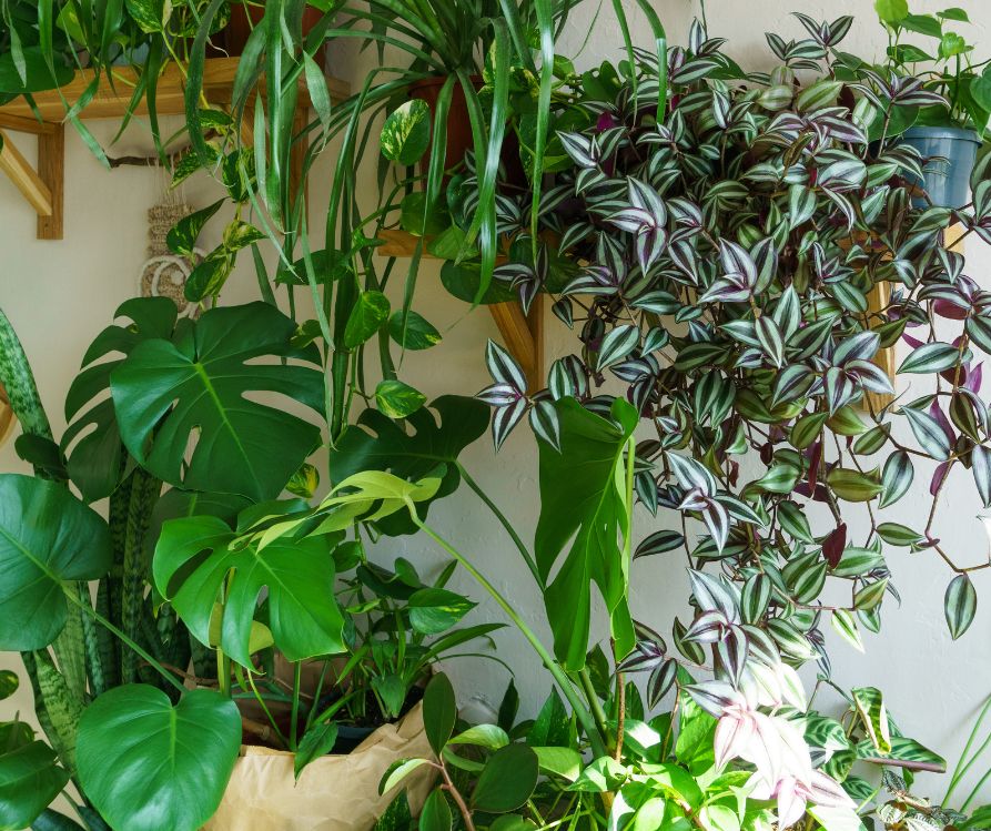 A collection of lush indoor plants utilizing floating shelves.