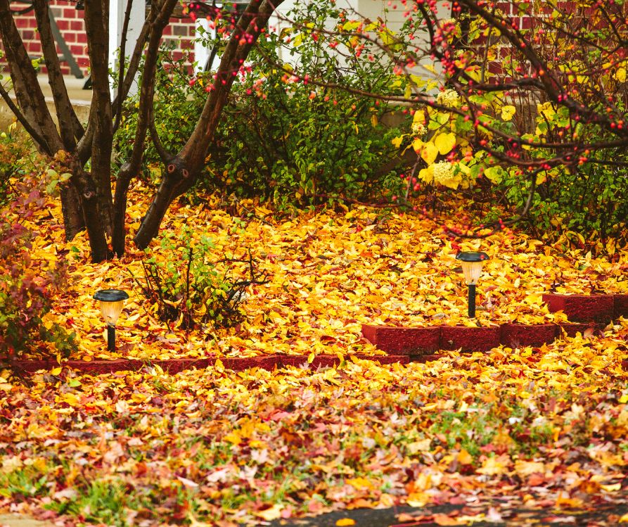 A yard covered in bright orange fall leaves.