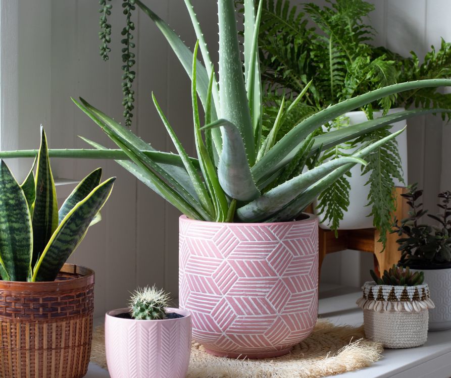 A collection of potted succulents in front of a bright window.