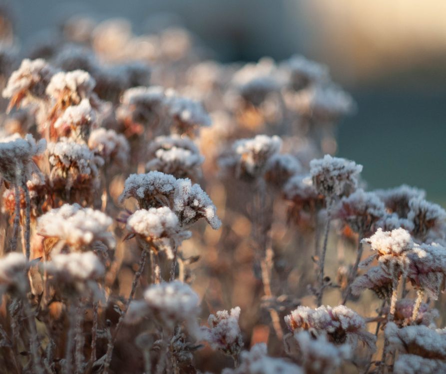 Spent flowers left for wildlife coated by morning frost in a winter garden.