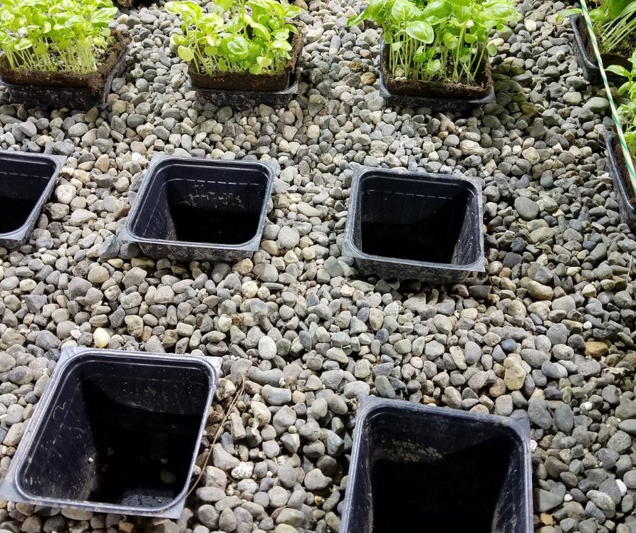 Black plastic pots imbedded in a gravel aquaponics grow bed.