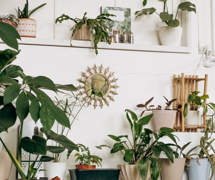 A grouping of green houseplants and natural decorations.