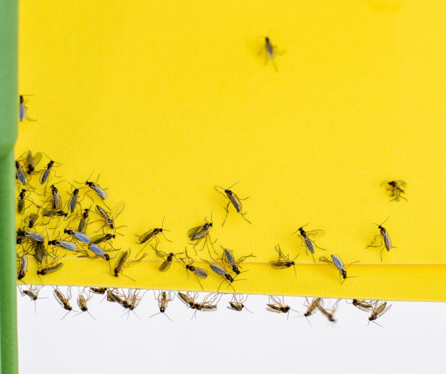 Fungus gnats on a yellow sticky trap.