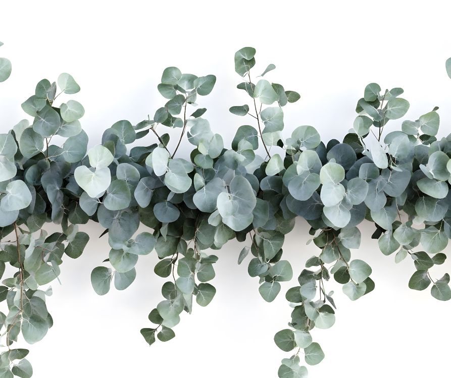 A holiday garland made from eucalyptus cuttings.