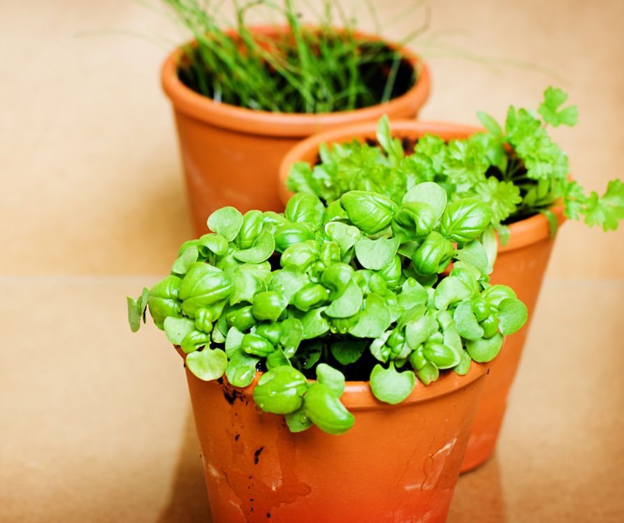 Young, chives, and parsley plants growing in terra pots.