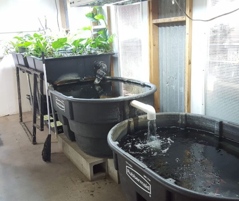 A large indoor aquaponics system made with two large black totes and a raised basin growing plants.