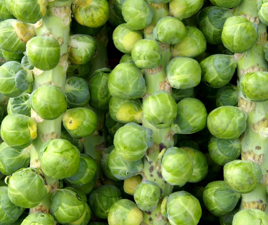 Multiple green brussels sprout plants with prominent buds.