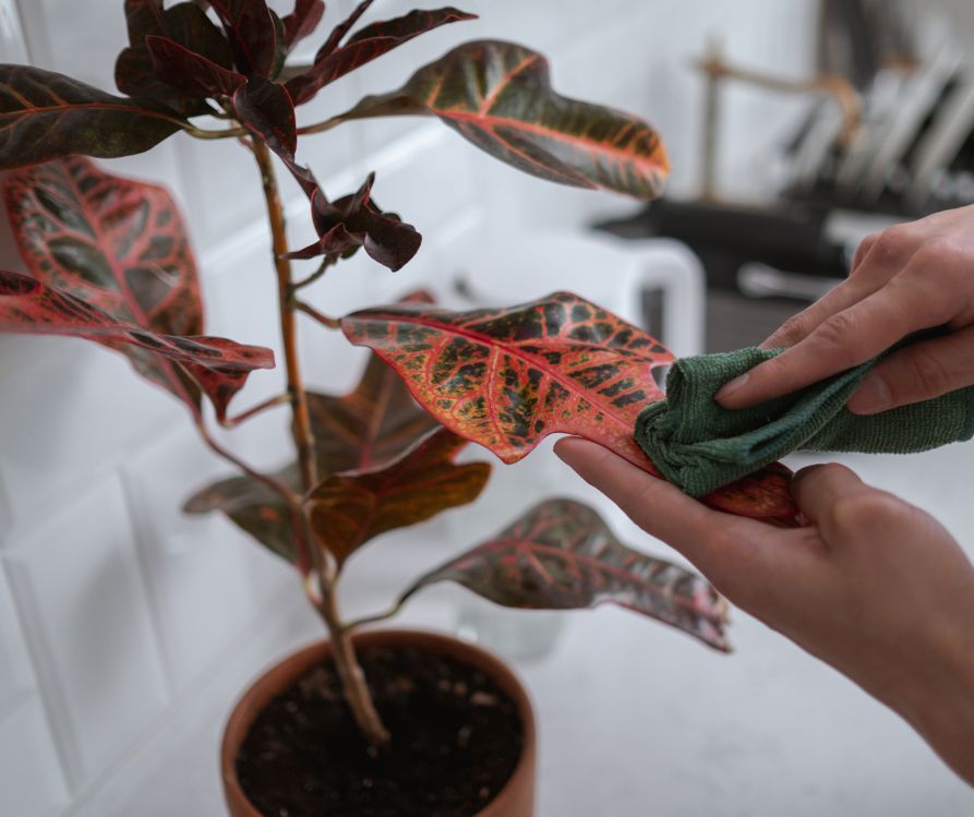 A person cleaning houseplant leaves with a damp cloth.