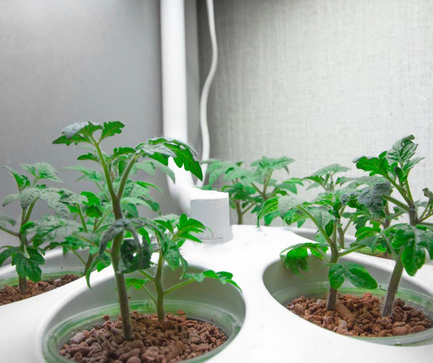 Small tomato plants growing in clay pebbles of a hydroponic system.