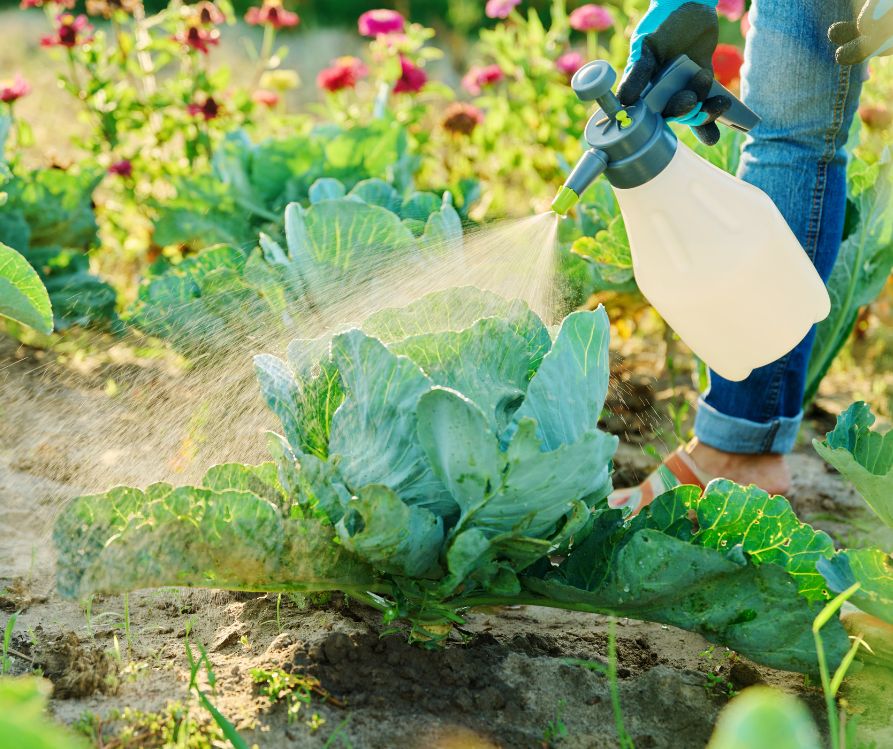 A person treating a garden plant with insect spray.