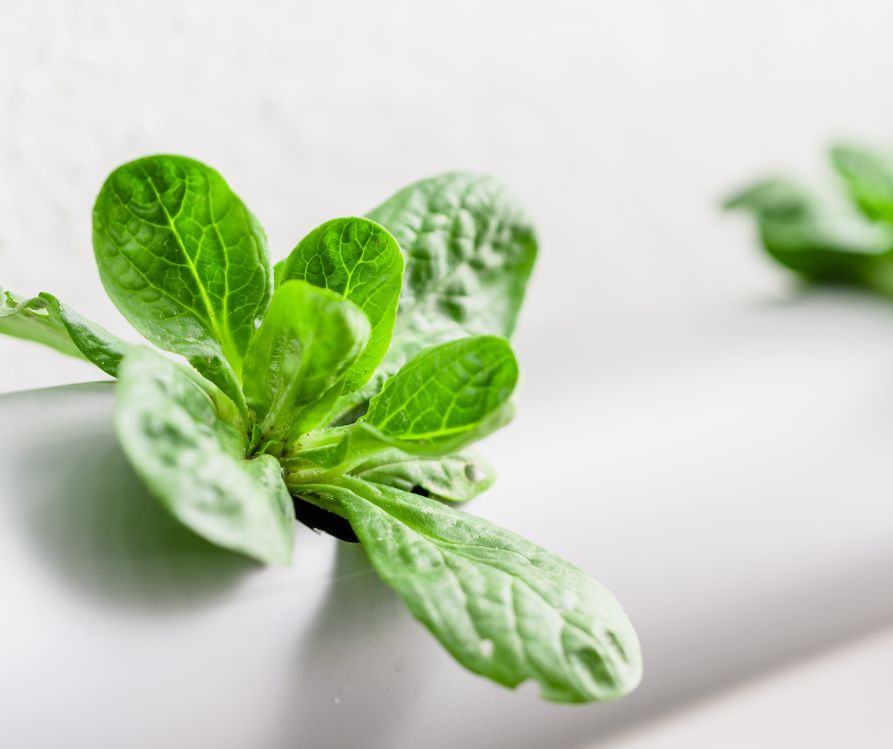 Lettuce growing in an NFT grow system.