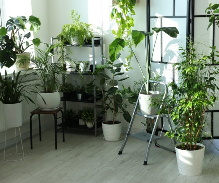 How to Get Rid of Fungus Gnats for Good