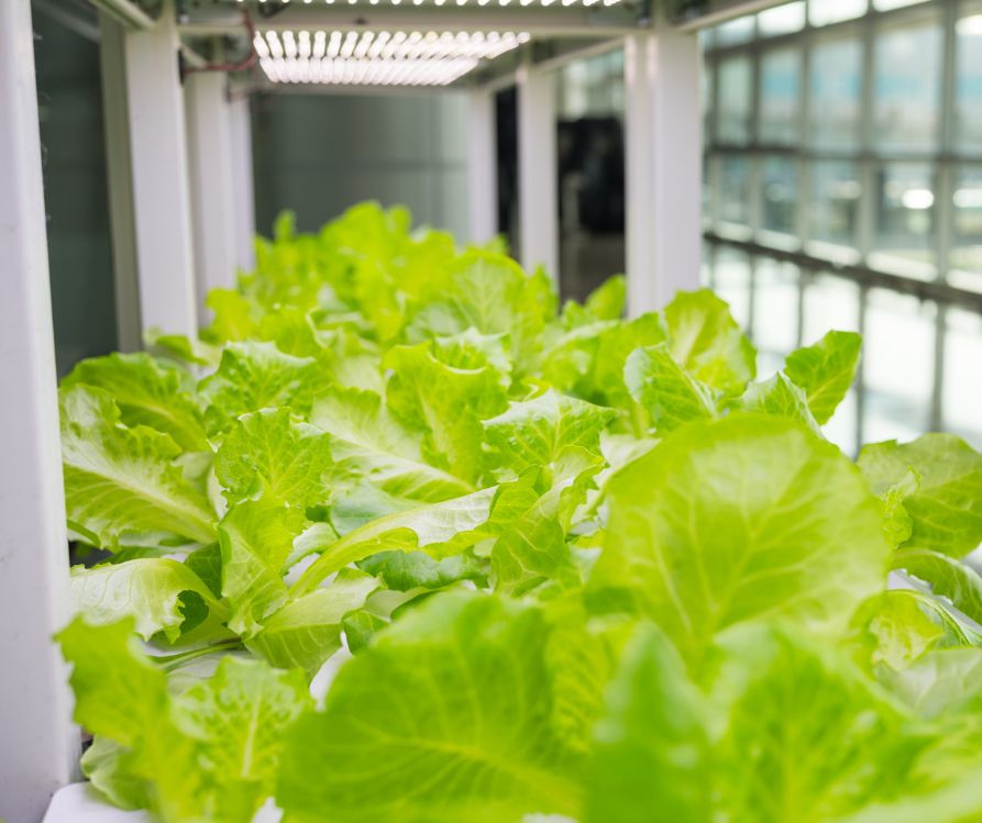 Lettuce growing under lights in a small indoor garden.