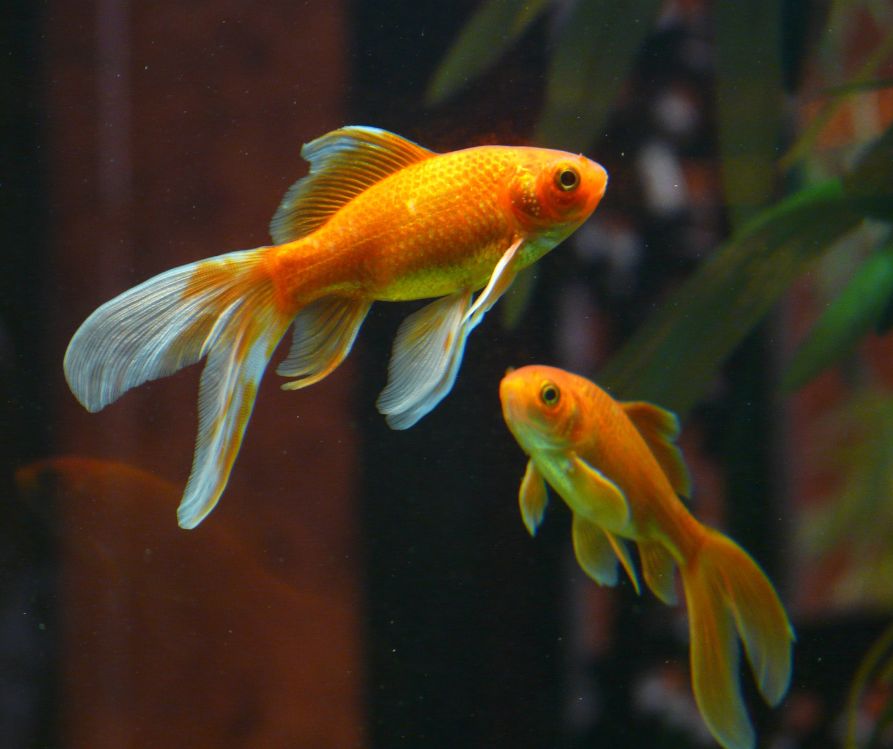 Two goldfish with long white tails suspended in an aquarium.